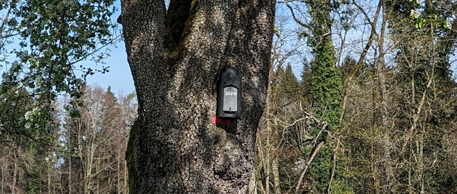 Fledermauskausten f&uuml;rs Braune Langohr